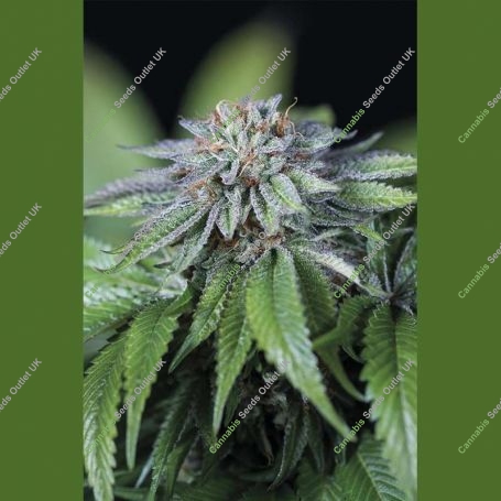 EWE-2 Marijuana Strain by Humboldt Seed Organisation For Sale Online at Cannabis Seeds Outlet