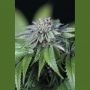 EWE-2 Marijuana Strain by Humboldt Seed Organisation For Sale Online at Cannabis Seeds Outlet