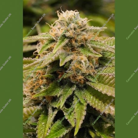 Gorilla Breath Marijuana Strain by Humboldt Seed Organisation For Sale Online at Cannabis Seeds Outlet