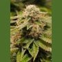 Gorilla Breath Marijuana Strain by Humboldt Seed Organisation For Sale Online at Cannabis Seeds Outlet