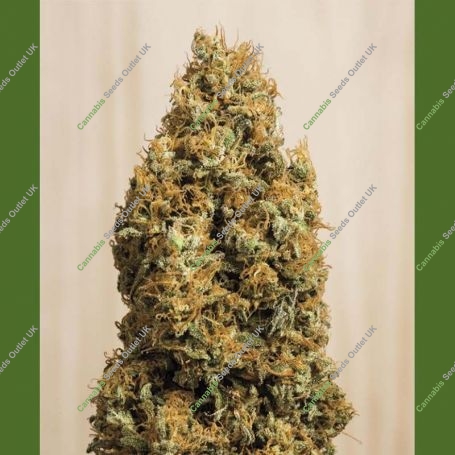 Green Crack CBD Marijuana Strain by Humboldt Seed Organisation For Sale Online at Cannabis Seeds Outlet