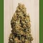 Green Crack CBD Marijuana Strain by Humboldt Seed Organisation For Sale Online at Cannabis Seeds Outlet