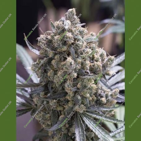 Green Crack Fast V Marijuana Strain by Humboldt Seed Organisation For Sale Online at Cannabis Seeds Outlet
