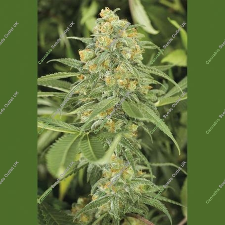 Green Crack Marijuana Strain by Humboldt Seed Organisation For Sale Online at Cannabis Seeds Outlet