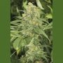 Green Crack Marijuana Strain by Humboldt Seed Organisation For Sale Online at Cannabis Seeds Outlet