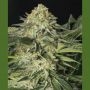 Lemon Garlic OG Marijuana Strain by Humboldt Seed Organisation For Sale Online at Cannabis Seeds Outlet