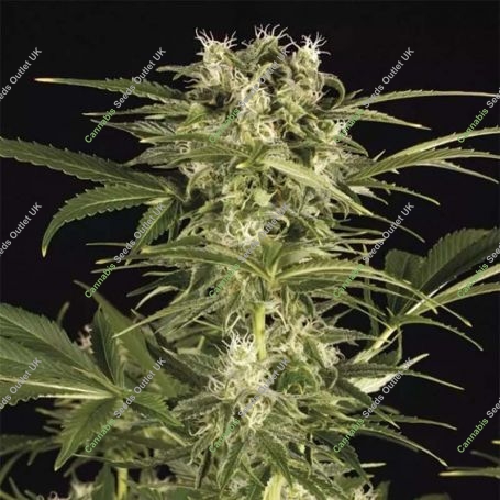 Lemon Juice Express Auto Marijuana Strain by Humboldt Seed Organisation For Sale Online at Cannabis Seeds Outlet