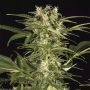 Lemon Juice Express Auto Marijuana Strain by Humboldt Seed Organisation For Sale Online at Cannabis Seeds Outlet