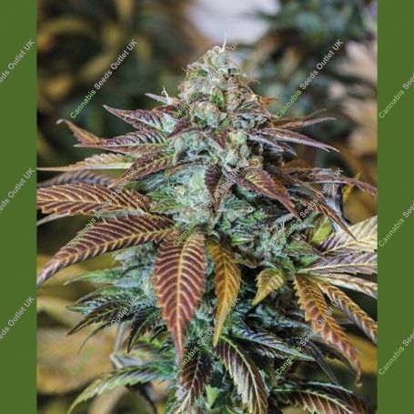 Lemon Kush Headband Marijuana Strain by Humboldt Seed Organisation For Sale Online at Cannabis Seeds Outlet