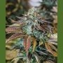 Lemon Kush Headband Marijuana Strain by Humboldt Seed Organisation For Sale Online at Cannabis Seeds Outlet