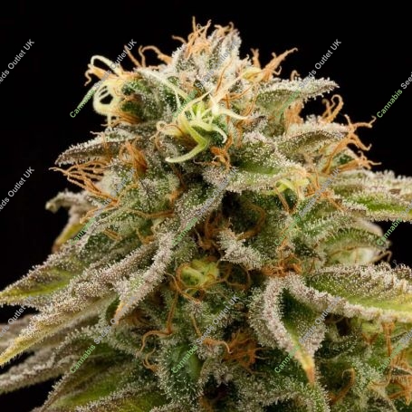 Lemon Thai Kush Marijuana Strain by Humboldt Seed Organisation For Sale Online at Cannabis Seeds Outlet