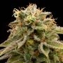 Lemon Thai Kush Marijuana Strain by Humboldt Seed Organisation For Sale Online at Cannabis Seeds Outlet