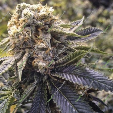 Lost Coast Hashplant Marijuana Strain by Humboldt Seed Organisation For Sale Online at Cannabis Seeds Outlet