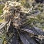 Lost Coast Hashplant Marijuana Strain by Humboldt Seed Organisation For Sale Online at Cannabis Seeds Outlet