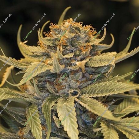 Lost Coast OG Marijuana Strain by Humboldt Seed Organisation For Sale Online at Cannabis Seeds Outlet