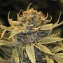 Lost Coast OG Marijuana Strain by Humboldt Seed Organisation For Sale Online at Cannabis Seeds Outlet