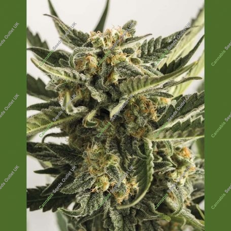 Lost Coast Skunk Auto Marijuana Strain by Humboldt Seed Organisation For Sale Online at Cannabis Seeds Outlet