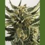 Lost Coast Skunk Auto Marijuana Strain by Humboldt Seed Organisation For Sale Online at Cannabis Seeds Outlet