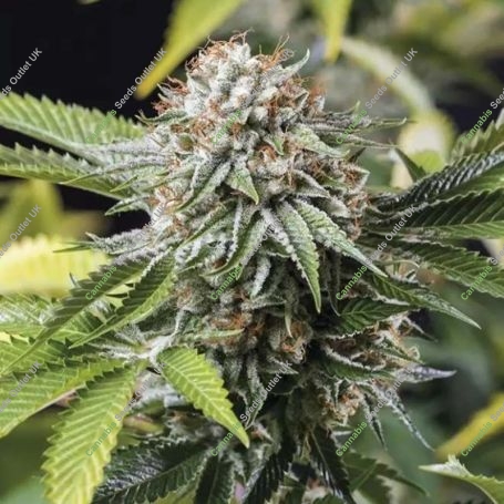 Mango Sapphire Marijuana Strain by Humboldt Seed Organisation For Sale Online at Cannabis Seeds Outlet