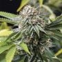 Mango Sapphire Marijuana Strain by Humboldt Seed Organisation For Sale Online at Cannabis Seeds Outlet