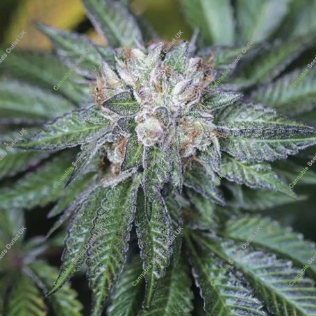 Master Kush Marijuana Strain by Humboldt Seed Organisation For Sale Online at Cannabis Seeds Outlet