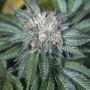 Master Kush Marijuana Strain by Humboldt Seed Organisation For Sale Online at Cannabis Seeds Outlet