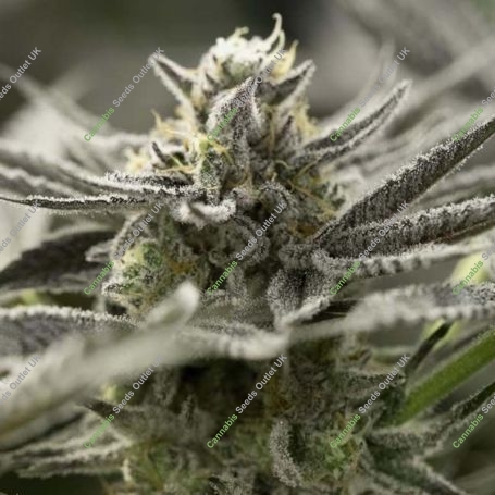 OGKZ Fast V Marijuana Strain by Humboldt Seed Organisation For Sale Online at Cannabis Seeds Outlet