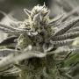 OGKZ Fast V Marijuana Strain by Humboldt Seed Organisation For Sale Online at Cannabis Seeds Outlet