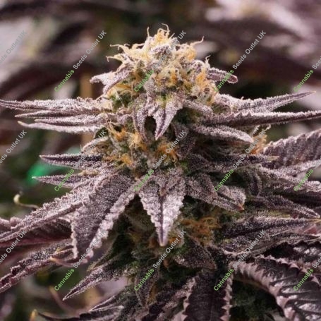 OGKZ Marijuana Strain by Humboldt Seed Organisation For Sale Online at Cannabis Seeds Outlet