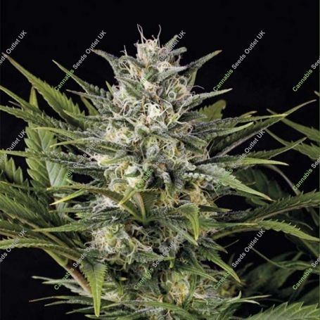 Pineapple Skunk Marijuana Strain by Humboldt Seed Organisation For Sale Online at Cannabis Seeds Outlet