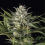 Pineapple Skunk Marijuana Strain by Humboldt Seed Organisation For Sale Online at Cannabis Seeds Outlet