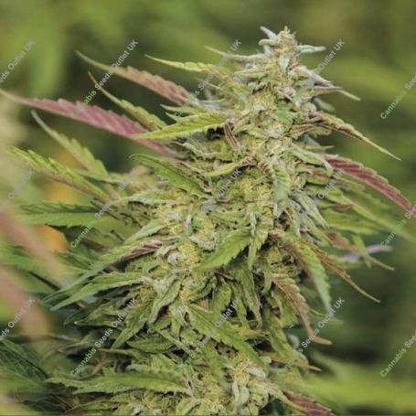 Purple Trainwreck Marijuana Strain by Humboldt Seed Organisation For Sale Online at Cannabis Seeds Outlet