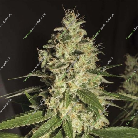 Raspberry Diesel Marijuana Strain by Humboldt Seed Organisation For Sale Online at Cannabis Seeds Outlet