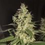 Raspberry Diesel Marijuana Strain by Humboldt Seed Organisation For Sale Online at Cannabis Seeds Outlet