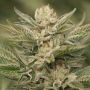 Sapphire Scout Marijuana Strain by Humboldt Seed Organisation For Sale Online at Cannabis Seeds Outlet