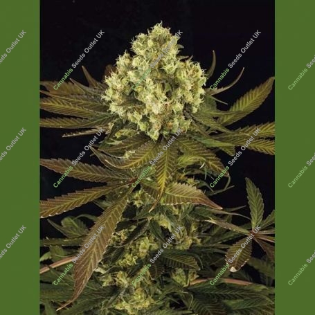 Sour Blueberry Marijuana Strain by Humboldt Seed Organisation For Sale Online at Cannabis Seeds Outlet