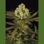 Sour Blueberry Marijuana Strain by Humboldt Seed Organisation For Sale Online at Cannabis Seeds Outlet