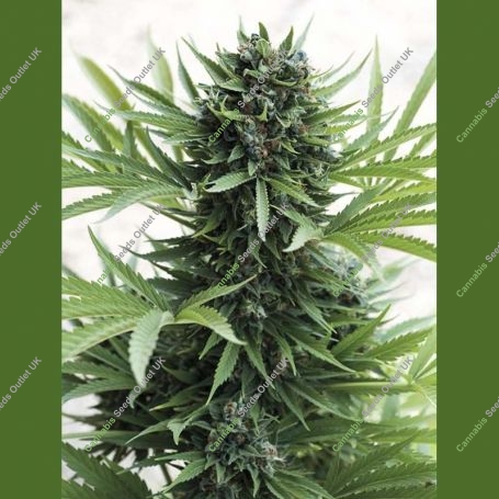 Sour Diesel Auto Marijuana Strain by Humboldt Seed Organisation For Sale Online at Cannabis Seeds Outlet