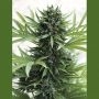 Sour Diesel Auto Marijuana Strain by Humboldt Seed Organisation For Sale Online at Cannabis Seeds Outlet