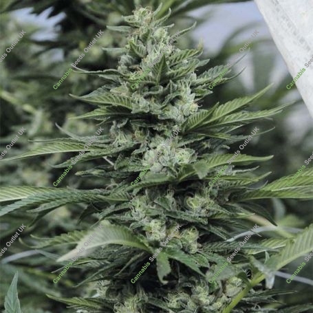 Sour Diesel No2 Marijuana Strain by Humboldt Seed Organisation For Sale Online at Cannabis Seeds Outlet