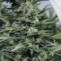Sour Diesel No2 Marijuana Strain by Humboldt Seed Organisation For Sale Online at Cannabis Seeds Outlet