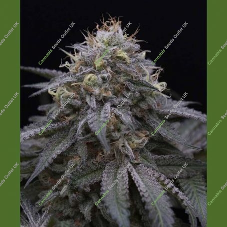 Sugar Breath Marijuana Strain by Humboldt Seed Organisation For Sale Online at Cannabis Seeds Outlet