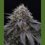 Sugar Breath Marijuana Strain by Humboldt Seed Organisation For Sale Online at Cannabis Seeds Outlet