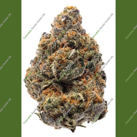 The New Marijuana Strain by Humboldt Seed Organisation For Sale Online at Cannabis Seeds Outlet