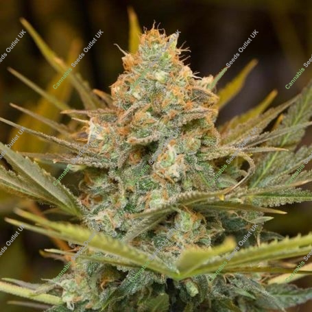 Three Blue Kings Marijuana Strain by Humboldt Seed Organisation For Sale Online at Cannabis Seeds Outlet