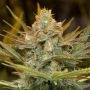 Three Blue Kings Marijuana Strain by Humboldt Seed Organisation For Sale Online at Cannabis Seeds Outlet