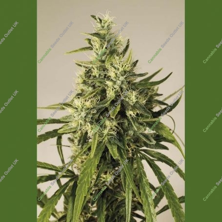 Trainwreck Marijuana Strain by Humboldt Seed Organisation For Sale Online at Cannabis Seeds Outlet