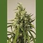 Trainwreck Marijuana Strain by Humboldt Seed Organisation For Sale Online at Cannabis Seeds Outlet