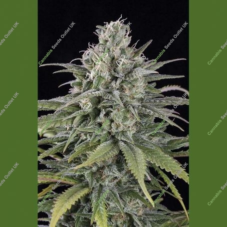 UK Cheese Auto Marijuana Strain by Humboldt Seed Organisation For Sale Online at Cannabis Seeds Outlet