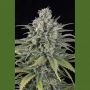 UK Cheese Auto Marijuana Strain by Humboldt Seed Organisation For Sale Online at Cannabis Seeds Outlet
